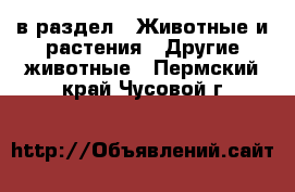  в раздел : Животные и растения » Другие животные . Пермский край,Чусовой г.